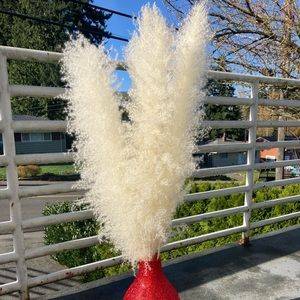 Dried Pampas grass /white color
